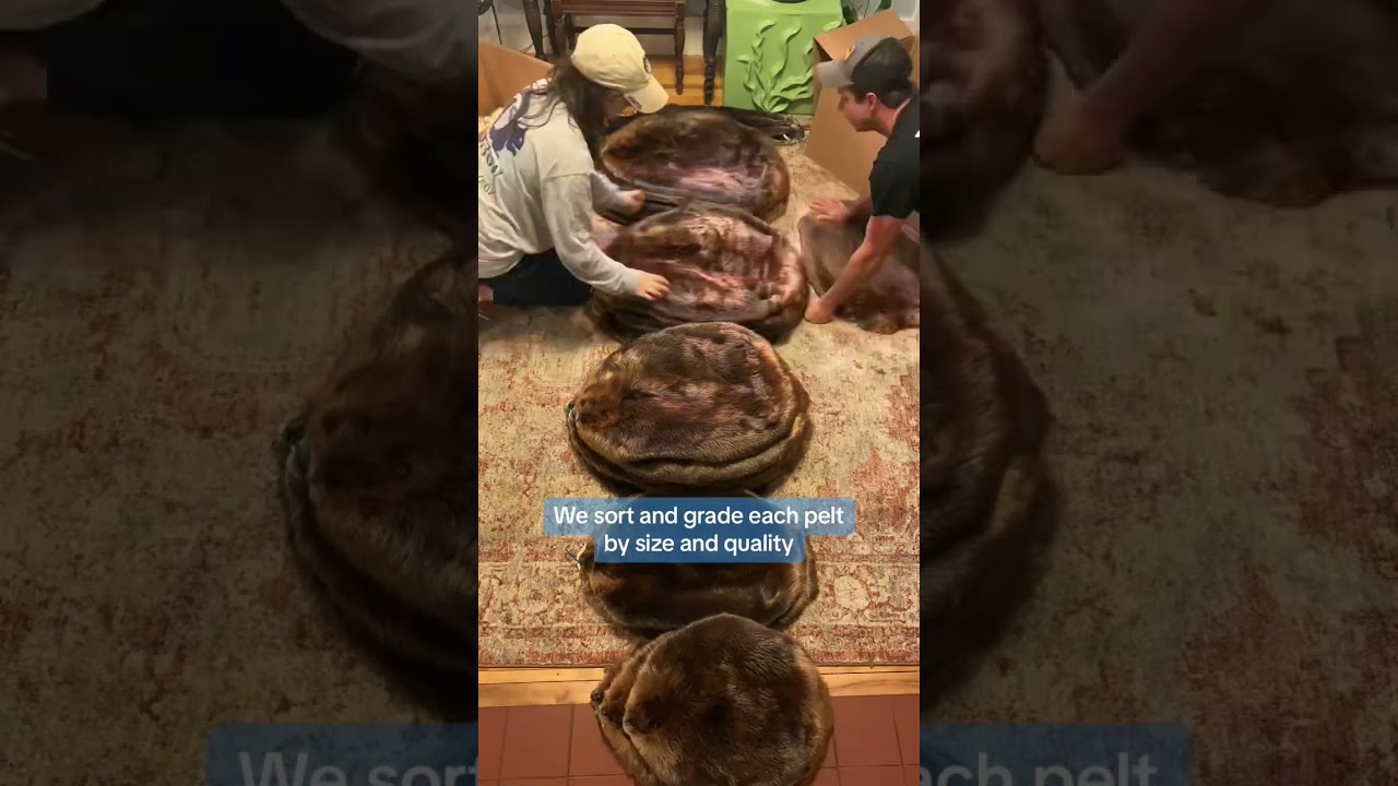 Our beavers are back from the tannery! 