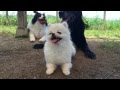 ポメラニアンが走って飛ぶよ