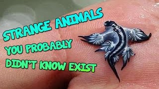 20 Strange Animals You Probably Didn’t Know Exist