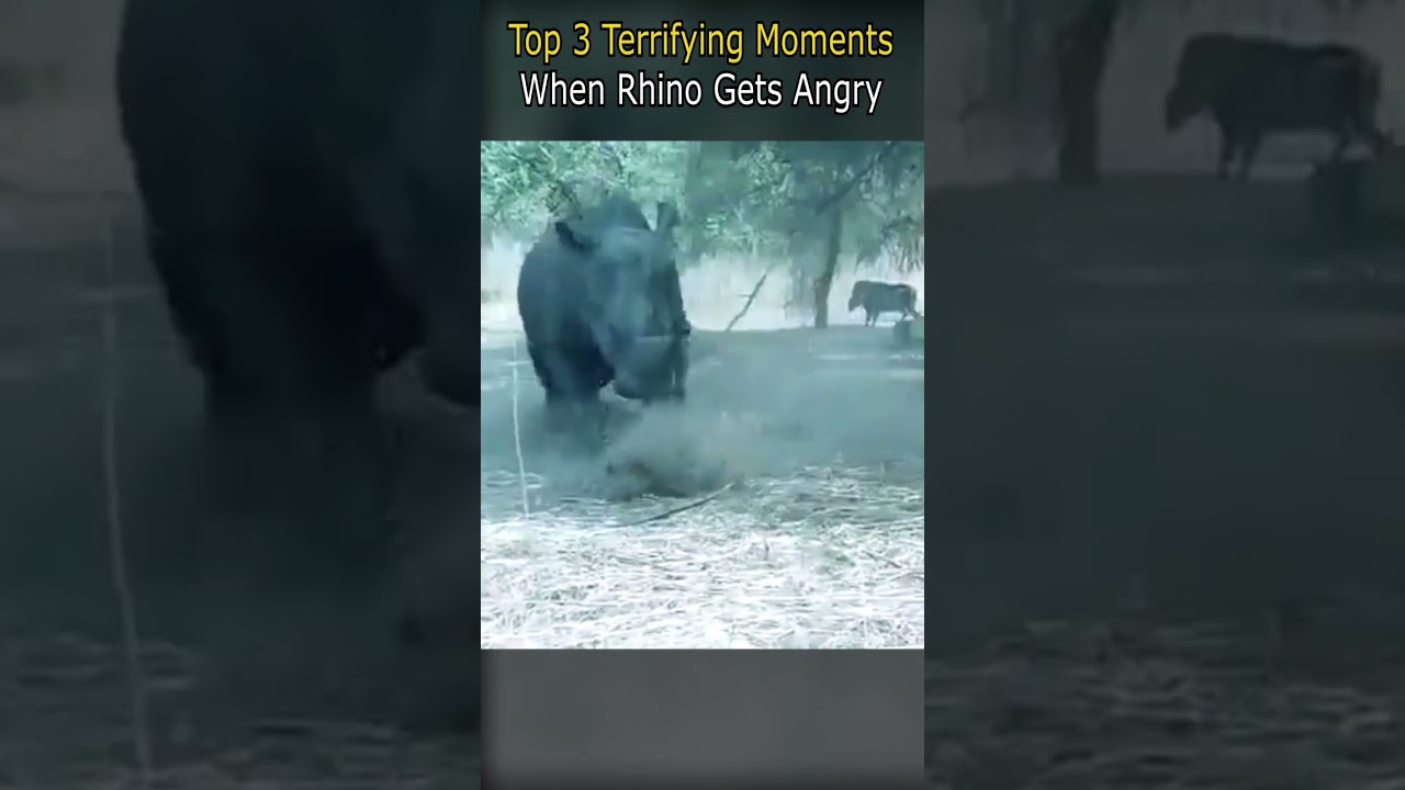 Top 3 Terrifying Moments When a Rhino Gets Angry