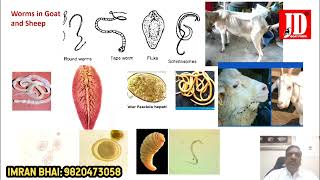 Worms In Goats And Sheeps | Treatment and Precaution By Dr.Abdul Samad Qureshi | JD Goat Farm