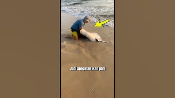 NASIB TERKENA SENGATAN IKAN PARI