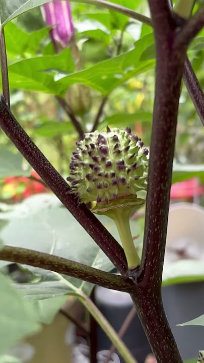 Seed pods on my Datura 🪴🌱. #garden #seeds #gardenplants