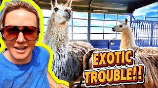 видео: Примет ли наш горный скот НОВЫХ ЖИВОТНЫХ с аукциона экзотических животных? картинка: Примет ли наш горный скот НОВЫХ ЖИВОТНЫХ с аукциона экзотических животных?