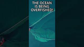 The Ocean Is Being Overfished… And It’s Getting Bad 🌊🐟 We’re pulling fish out faster than the