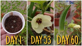 How to grow Okra/ Lady Finger/ Bhindi in pot from seed to harvest (60 Days Update)
