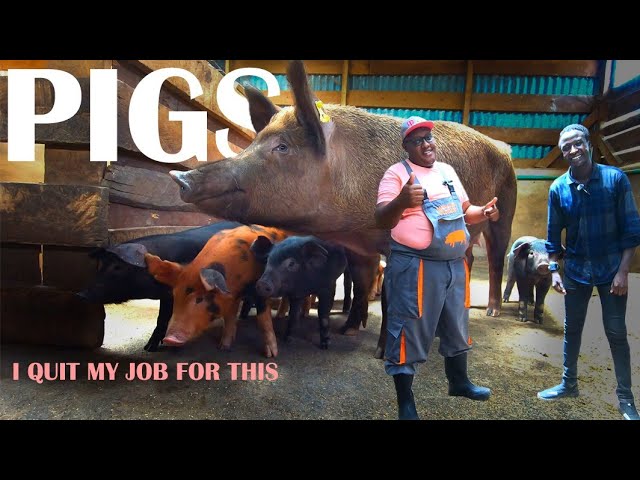 He Quit His Job To Start A Dream Mega Pig Farm class=