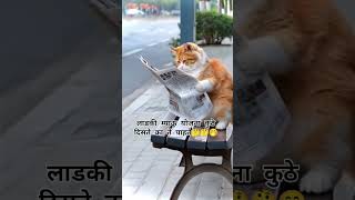 Funny Cat Video