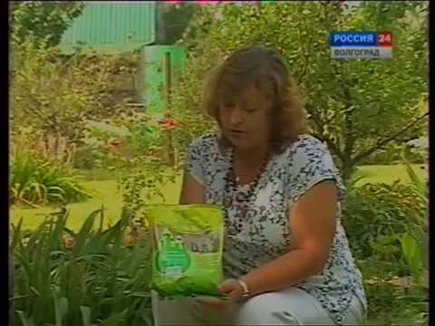 Как посадить травяной газон