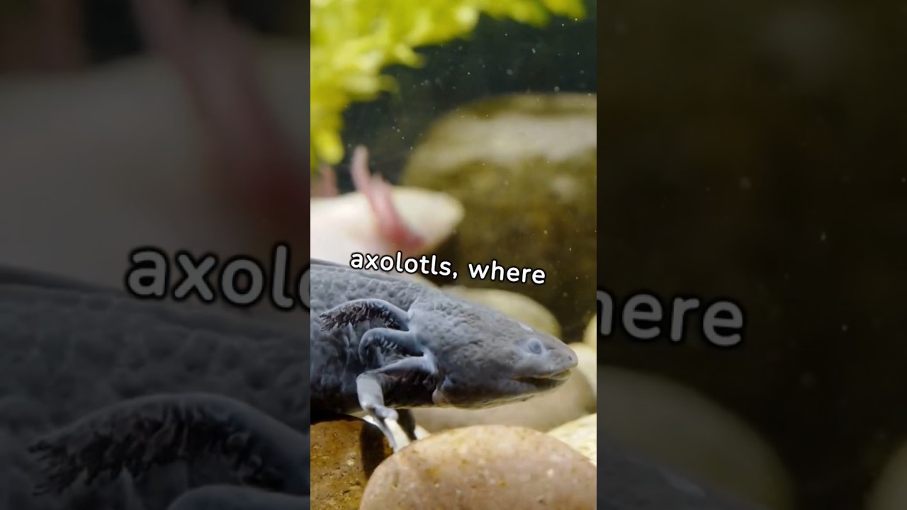 Axoloti one of the cutest and most exotic animals in the world #shorts #facts #subscribe #viral