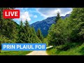 🔴 LIVE din PLAIUL FOII - PIATRA CRAIULUI