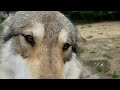 【閲覧注意】人間が大きな狼犬に襲われるとこうなる！/Attack of the Wolfdog