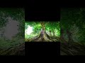 本編動画は👆👆の＂▶リンク＂からご視聴頂けます／生命の大親と永遠に繋がっている感動／自分の命の源とは？「生命の大親」の存在を実感する喜び #Shorts #大自然界 #名言 #癒し
