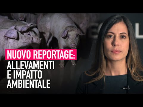 Video: Qual è la differenza tra allevamento intensivo e allevamento all'aperto?