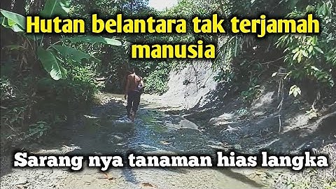 Menulusuri hutan belantara tak terjamah manusia, habitatnya tanaman hias langka