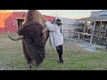 Pet Bison gets Scratches from  CowGirl