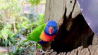 Rainbow lorikeet, Australia, Birdwatching