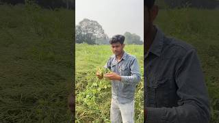राहुल के साथ मटर चोरी करने गए💀|Mini vlog 87|#viralshort #minivlog #youtubeshorts #vbloger #shorts