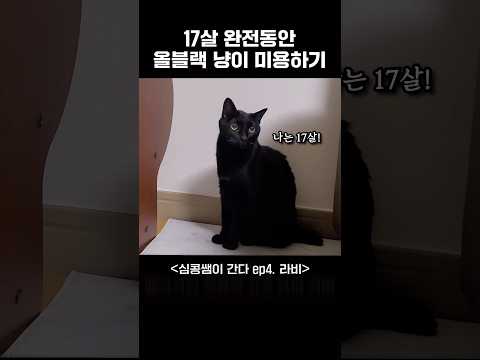 17살 고양이 <strong>라비</strong>, 건강을 위한 특별한 미용 이야기