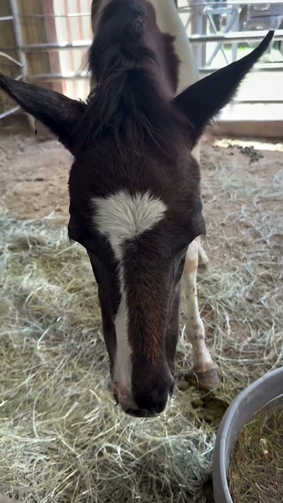 We Pulled 10—But Together We Can Save 1,000 #horse #lovehorses