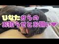 福島ブヒ会おやつPOST