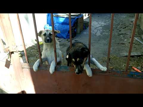 დატყვევებული მოფერებას ითხოვს 13 03 2018 MOV 0058