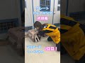 はじめてのクレートトレーニング・2回目レッスン #いぬのきもち #ドッグトレーニング #犬 #犬のしつけ #クレートトレーニング #犬のいる暮らし