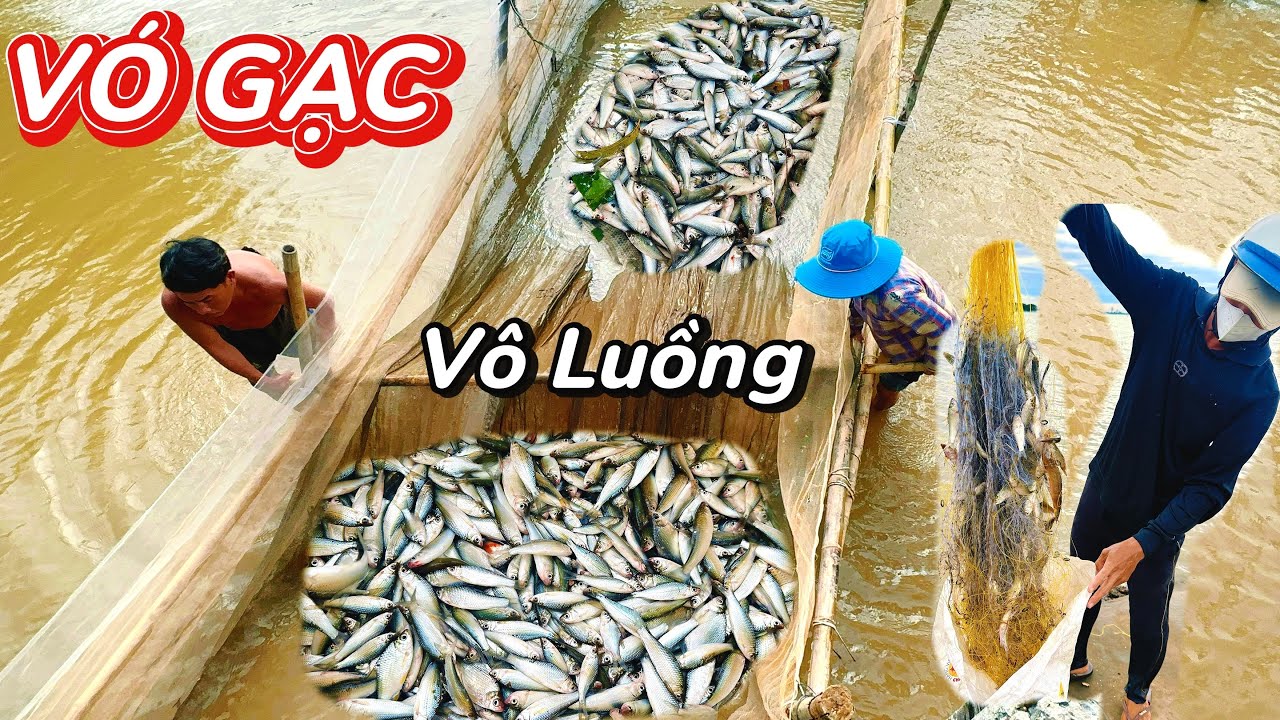 Lũ Rút Cá Chạy Bà Con Ùn Ùn Kéo Nhau Đánh Bắt Cá | Kéo Vó Cá Thấy Ham | Mùa Nước Nổi 2025