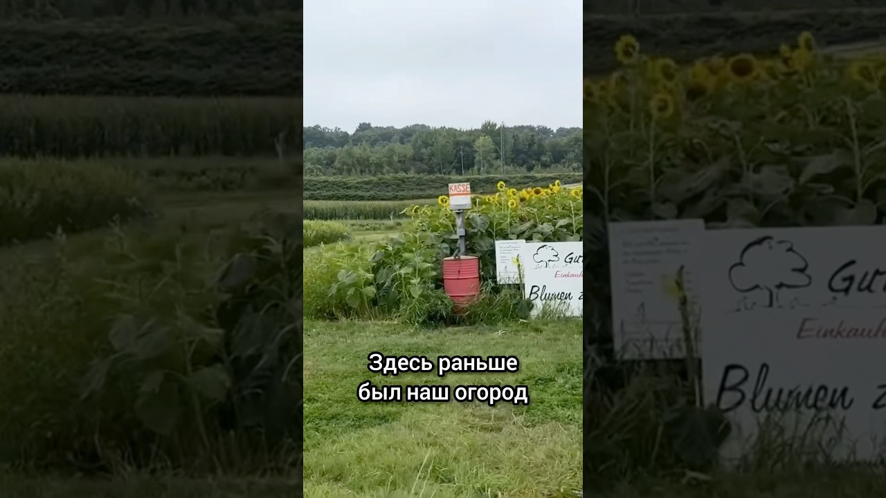 Как огород спас нас во время пандемии в Германии.