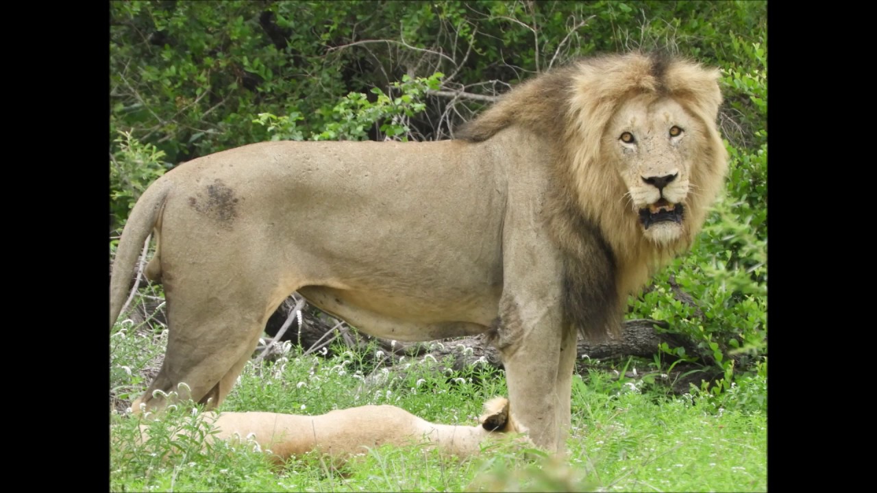1 Of The 4 Nwanetsi Male Lions Mating Kruger National Park Youtube