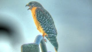 Red Shouldered Hawk Calling