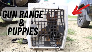 Puppies at the Gun Range by Iron Sharp K9  366 views 3 weeks ago 6 minutes, 56 seconds
