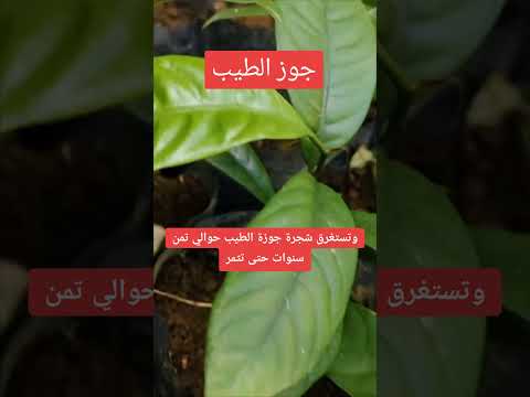 زراعة جوز الطيب  بهارات توابل   تك توك
