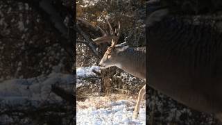 195” PUBLIC LAND WHITETAIL AT 20 YARDS!!! #hunting #whitetaildeer #deerhunting