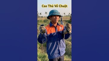 Cao thủ vồ chuột đồng #nhatminhvlog #chuộtđồng #short