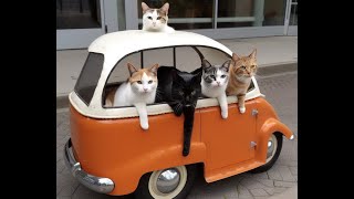 Cat Adventures!  Funny videos with cats and kittens for a good mood!