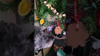 Naughty, But Cute Doggo Takes A Bite Out Of A Christmas Cookie Ornament!