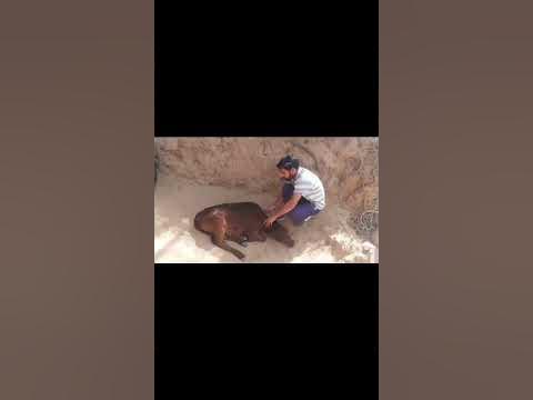 Animal rescue by animal ngo team - 939 | Animal ngo | cow 