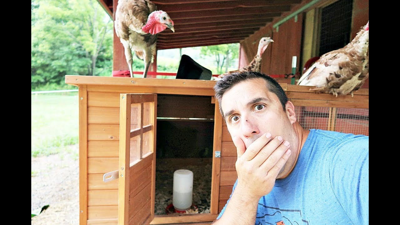 Why did she almost KILL her baby (chick)? Backyard Chickens The