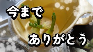 【水耕栽培】にんにくがついに役目を終えました。