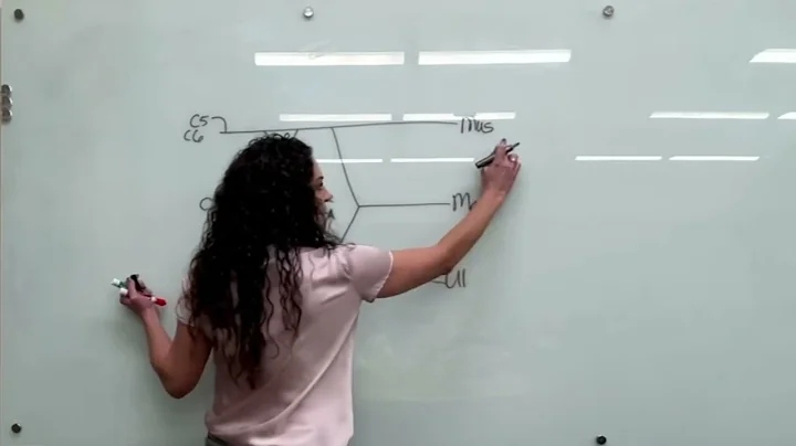 Brachial Plexus in less than 90 seconds 🤩