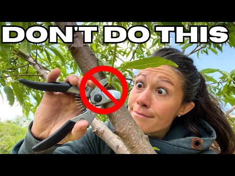 Video: Prune Dwarf Virus Of Stone Fruit Trees – How To Stop Prune Dwarf Virus