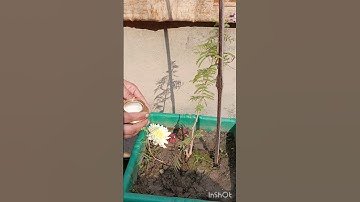 अशोक सुंदरी का उपाय पूरी होगी सभी मनोकामना #shivshakti #shivling #pradeepmishrajikeupay #viralvideo