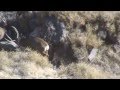 Deer kills Deer on Arizona Strip