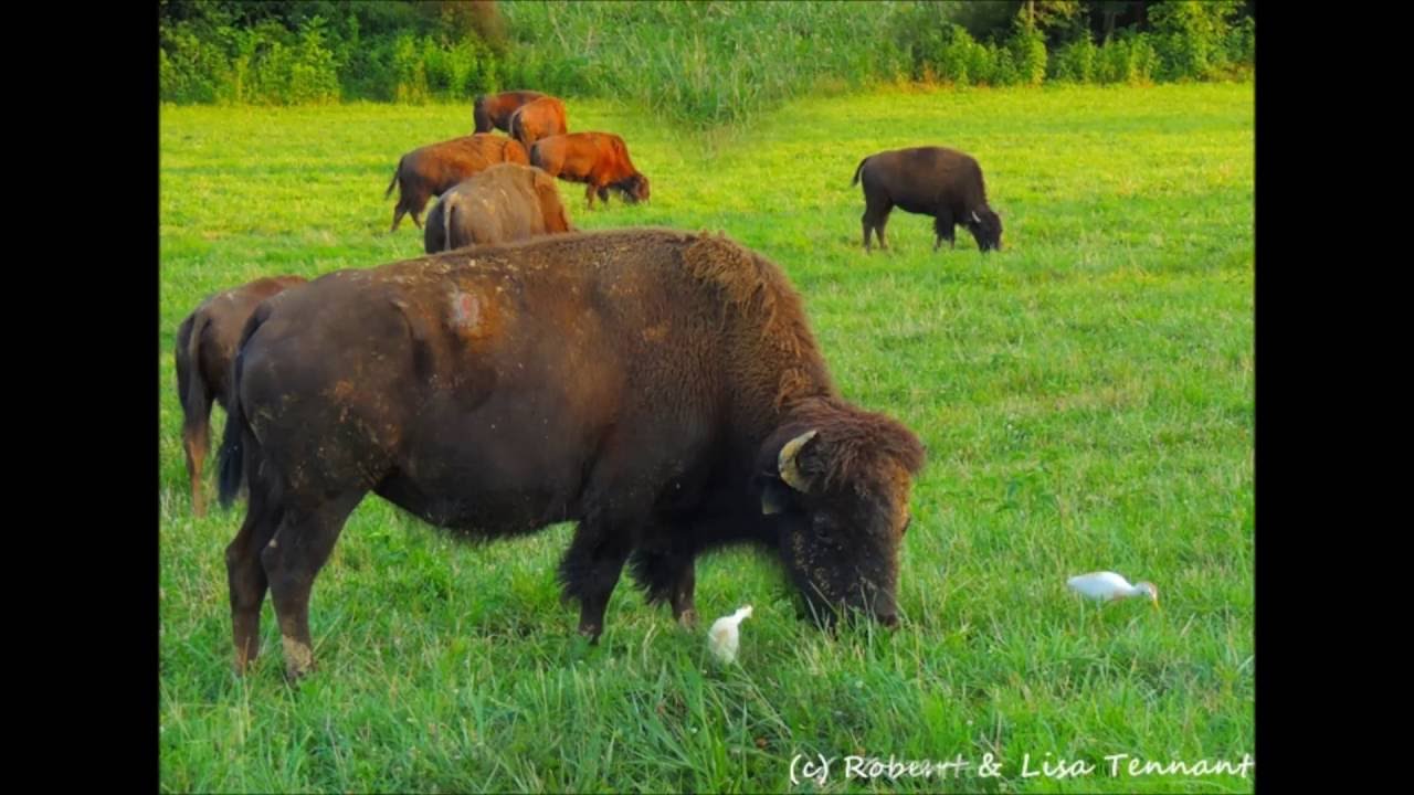 Elk & Bison Prairie, Land Between The Lakes YouTube