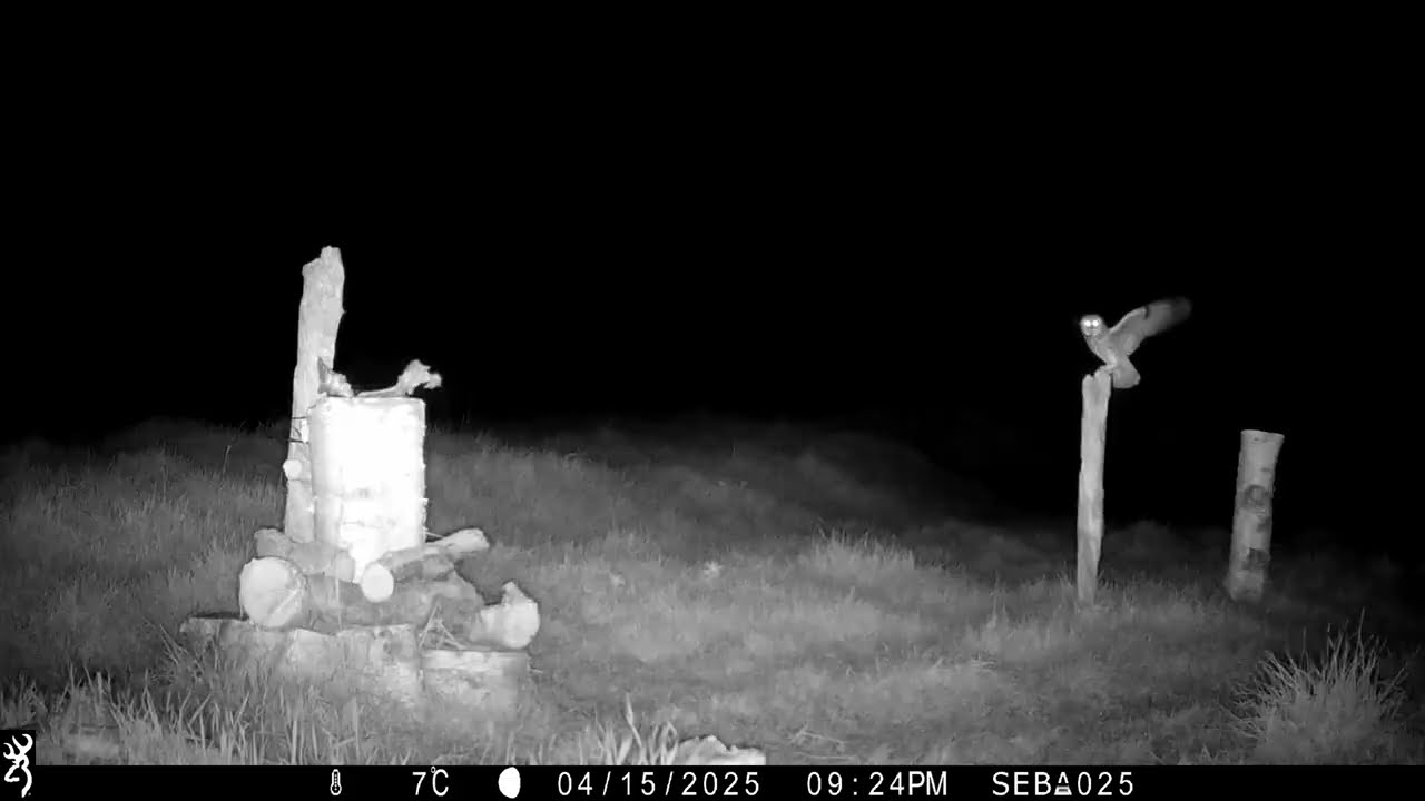 Wildlife Trail Camera Footage | Browning Recon Force Elite HP5 Test
