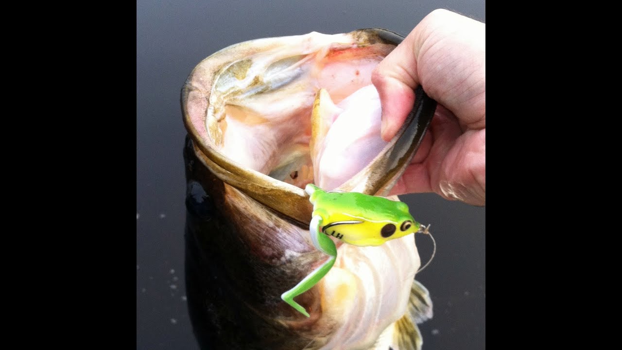 lunkerhunt fetch Froggin for Big Bass. Topwater Bass Fishing with the Lunker Frog.