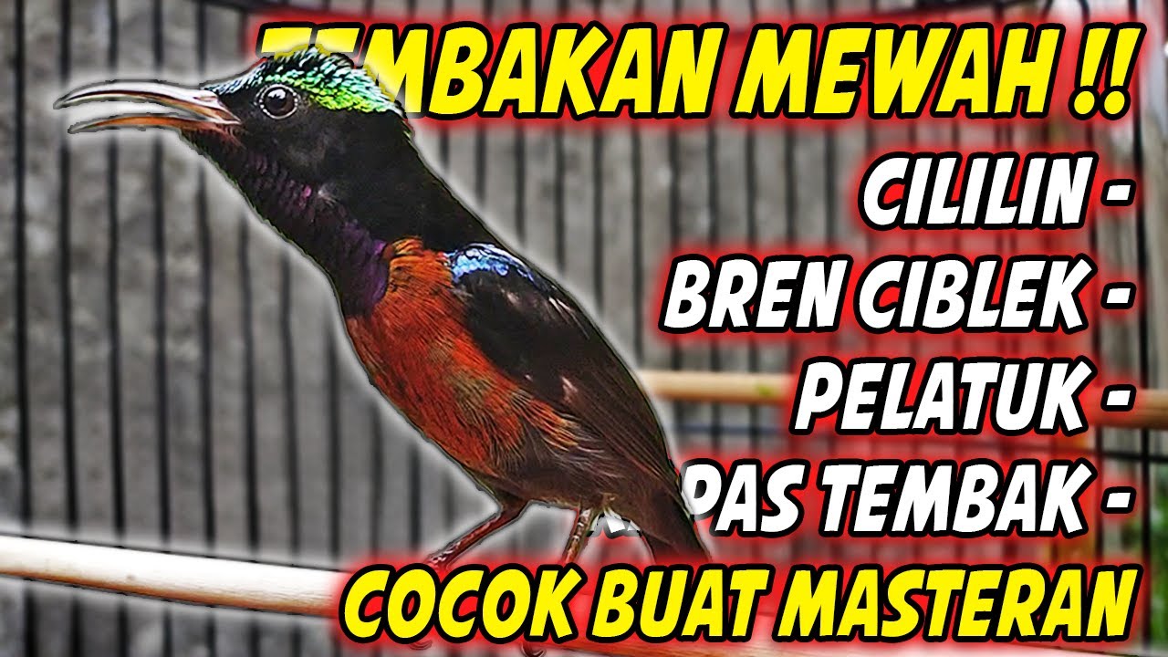 MASTERAN KOLIBRI NINJA GACOR FULL ISIAN ROLL TEMBAK MEWAH !! PANCINGAN KONIN BAHAN TEMBAKAN SULTAN