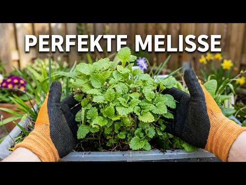 Zitronenmelisse pflanzen und pflegen: Standort, Wasser und Ernte