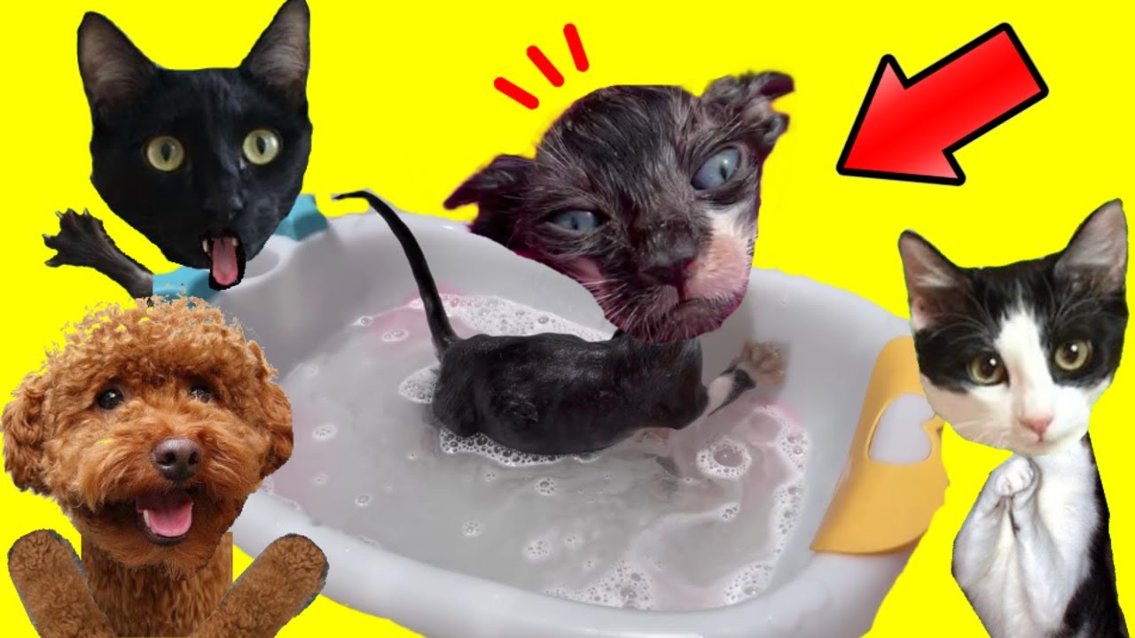 Gato y perro reaccionando a este gatito en su primer baño / Videos de gatos Luna y Estrella